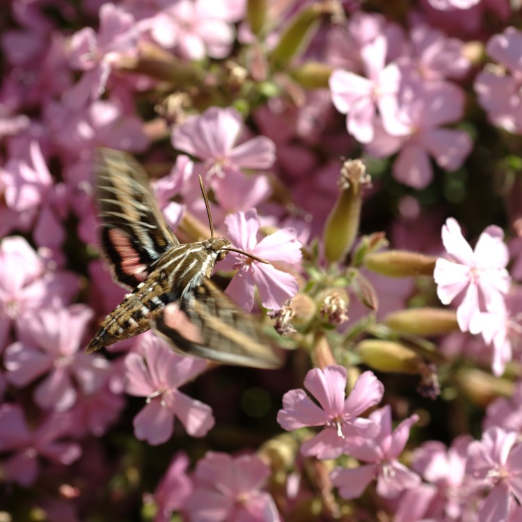 Sphinx Moth On Checker Bloom