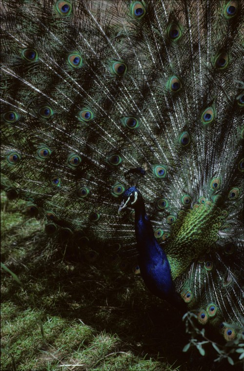peacock