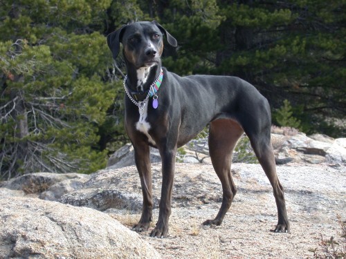 gladys, championship pose