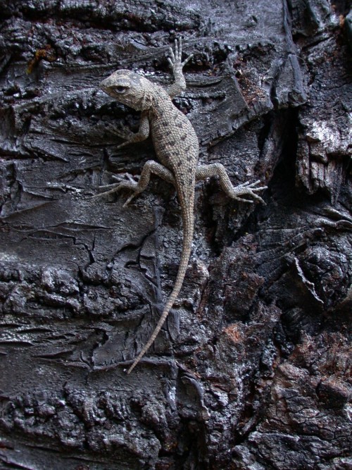 Feather Falls Lizard