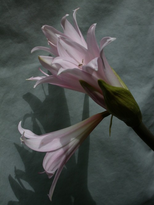 Mystery Flowers