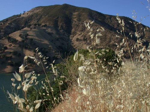 Lake Berryessa Hillside