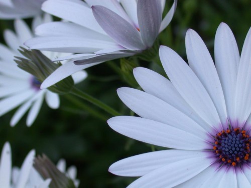 Shasta Daisies