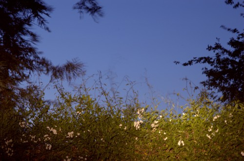 Potato vine at night