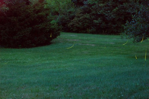 Twighlight Fireflies