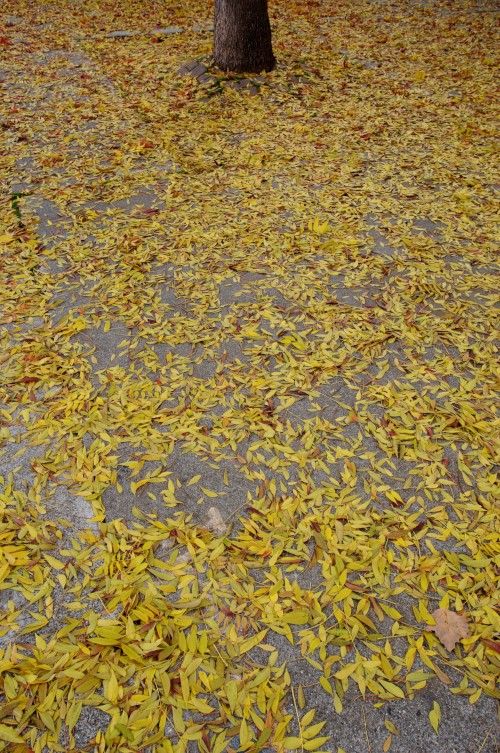YMCA Leaves