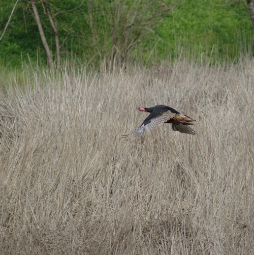 Cache Creek Nature Preserve Turkey