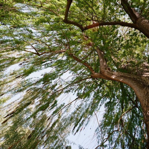 Montezuma Cypress, Sacramento, CA