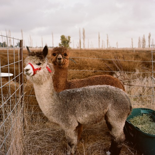 Yolo Wool Mill Alpaca