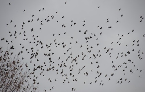 Migration