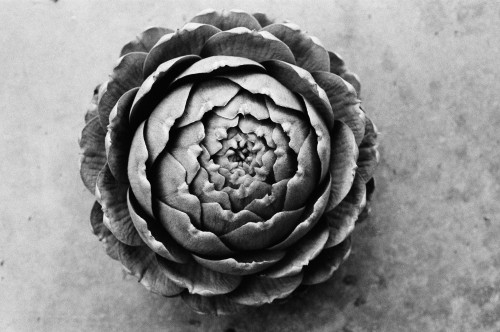 Artichoke