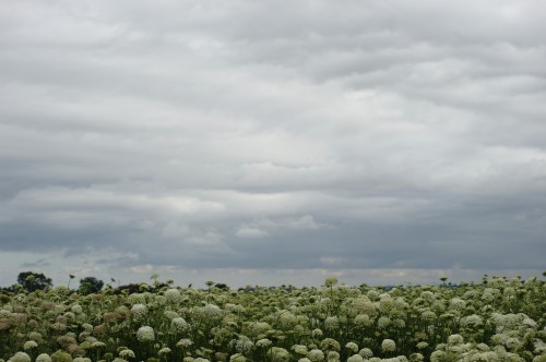 Brooding Yolo Sky