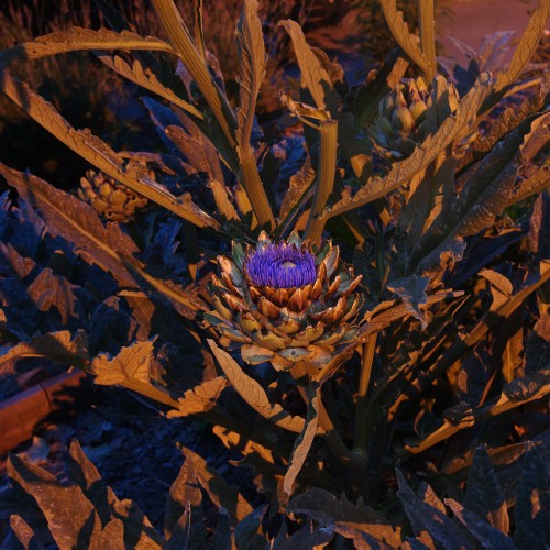 Night Artichoke