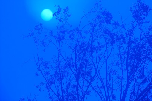 20120131_BlueFog