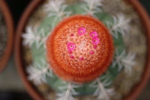 Flowering Cactus