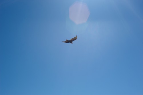 Bucktown Hawk