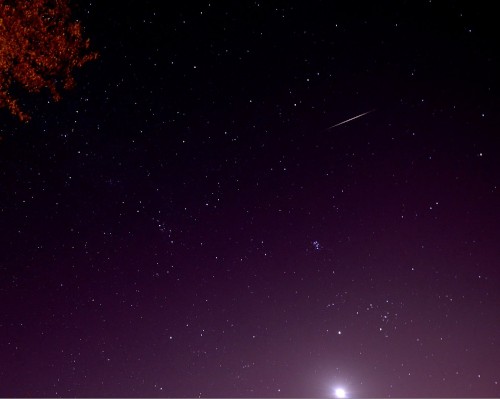 Perseid