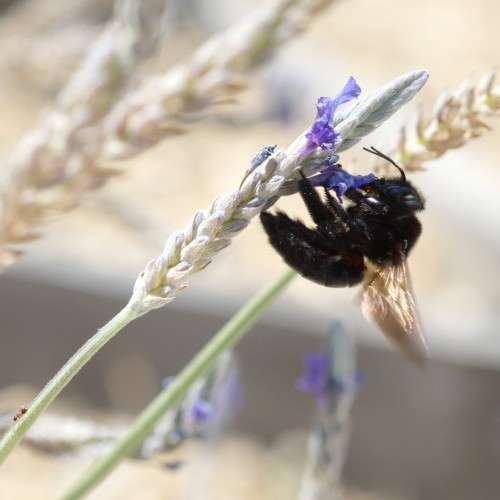 Xylocopa varipuncta, lavender (and ant)