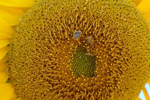Bee Porn