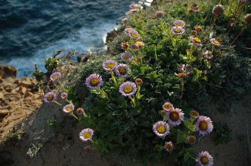 Mendicino Headlands