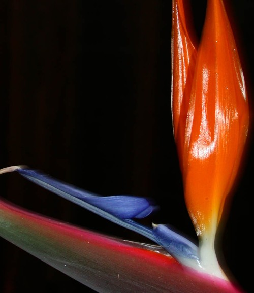 Bird of Paradise