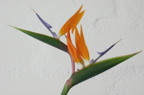 Bird Of Paradise