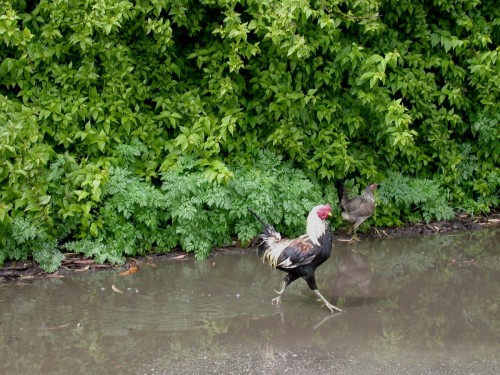 Chickens!
