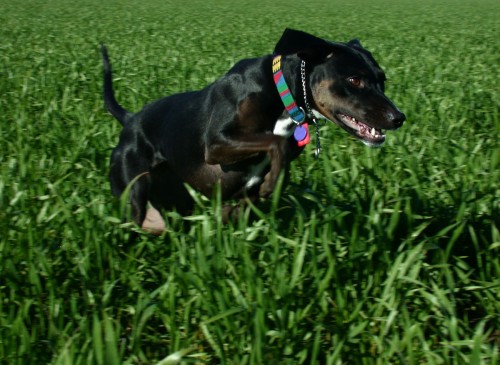 gladys_in_wheat