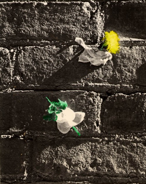 Handcolored gumwall flowers