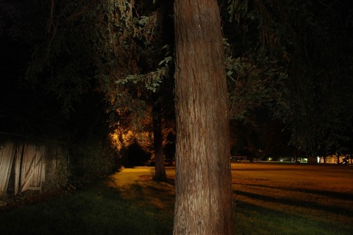 Night Park Redwood