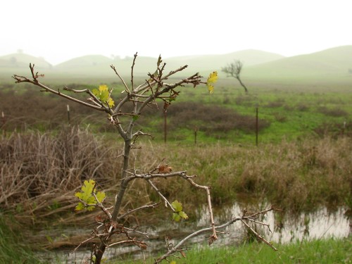 Doomed oak, Pena Adobe Valley
