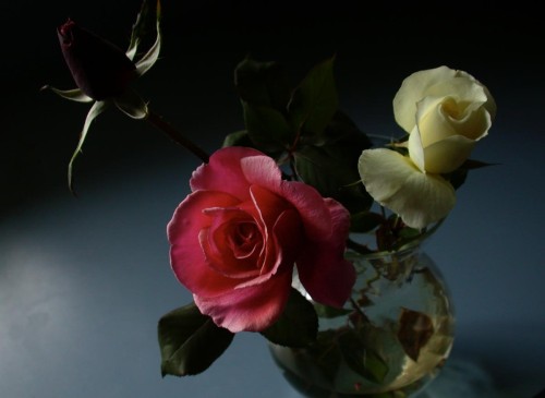rose trio