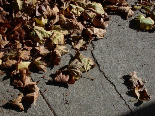 woodland leaves