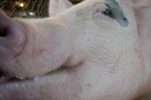 Yolo Pig