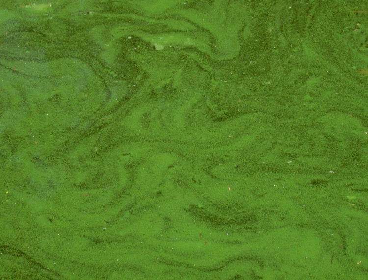 Algae Laminar Flow
