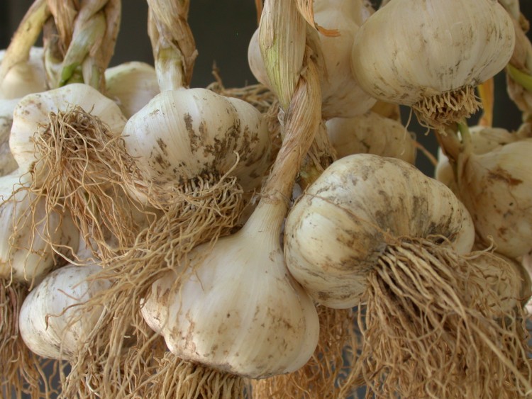Garlic Harvest