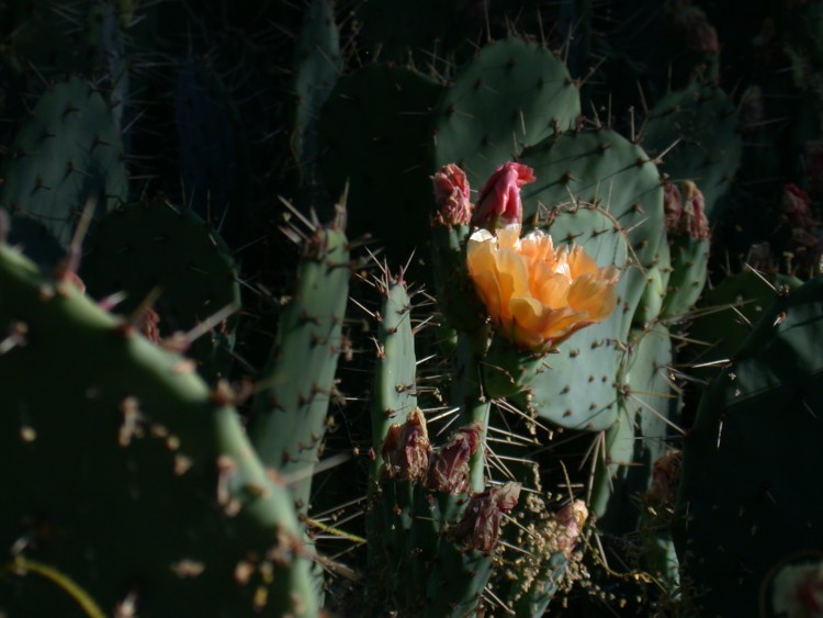 Davis Arboretum Cactus Flower