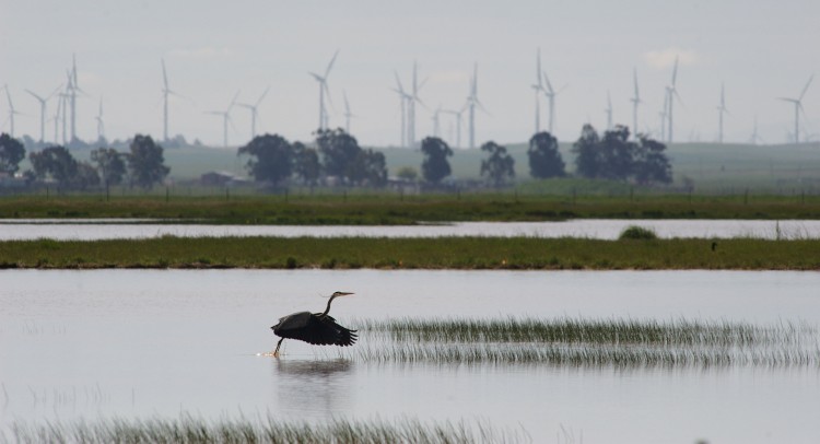 Great Blue Heron (and windmills)