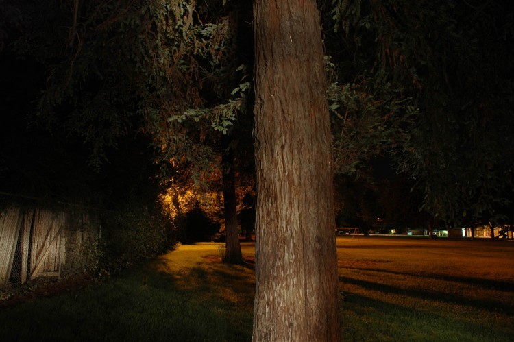 Night Park Redwood